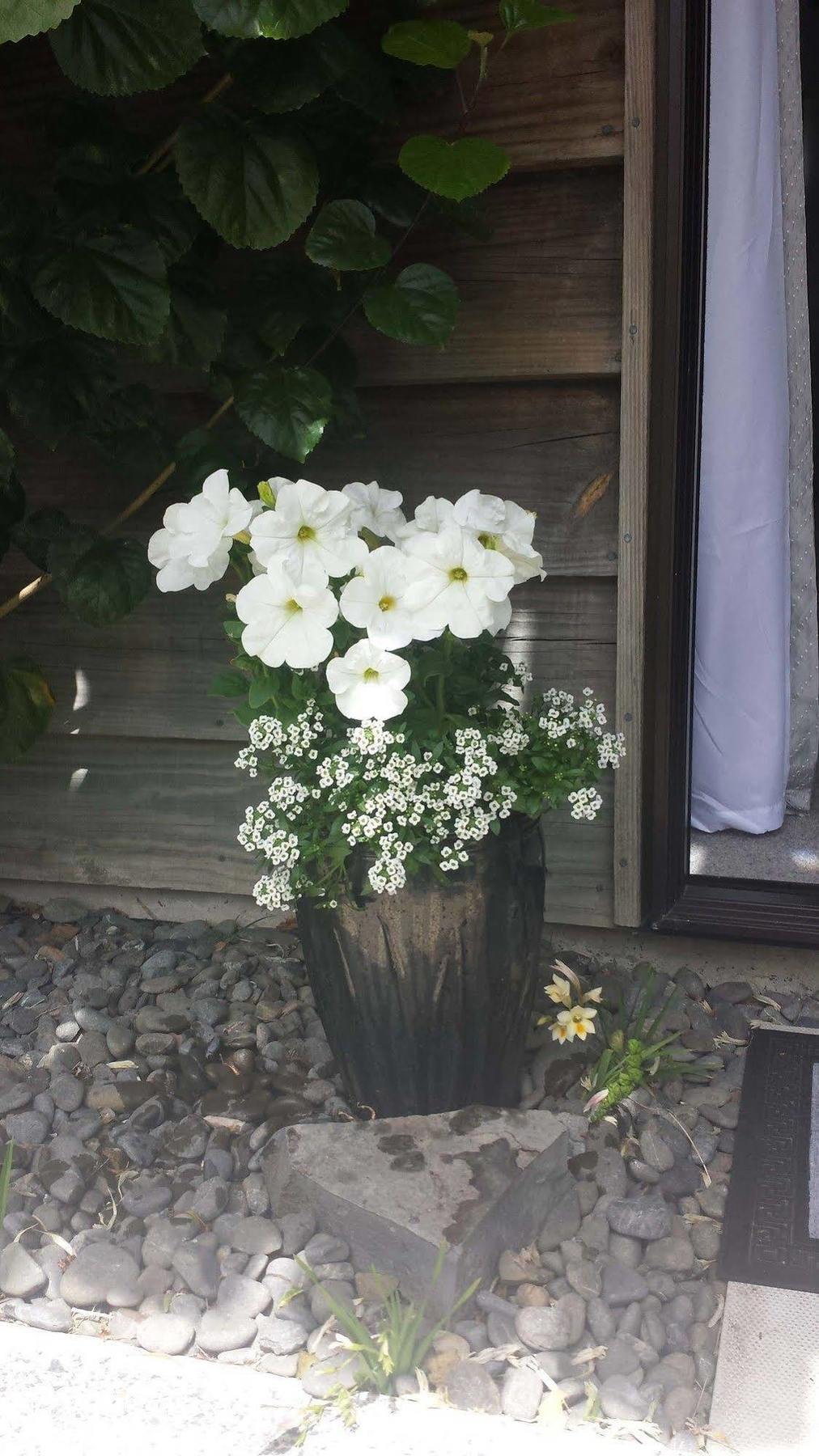 Opua Boutique Seaview Motel Екстериор снимка